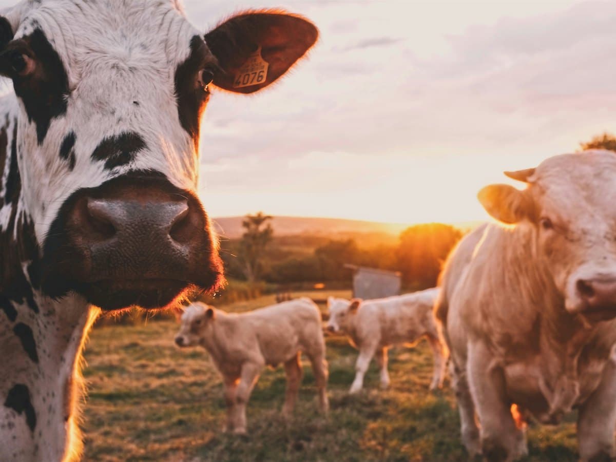 A green dairy farm